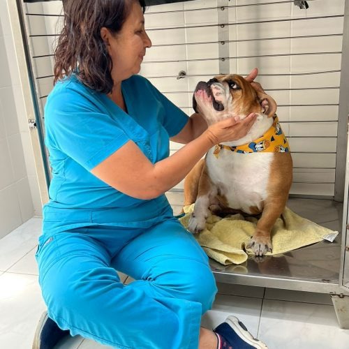 Asociación Rescate Animal Acacías