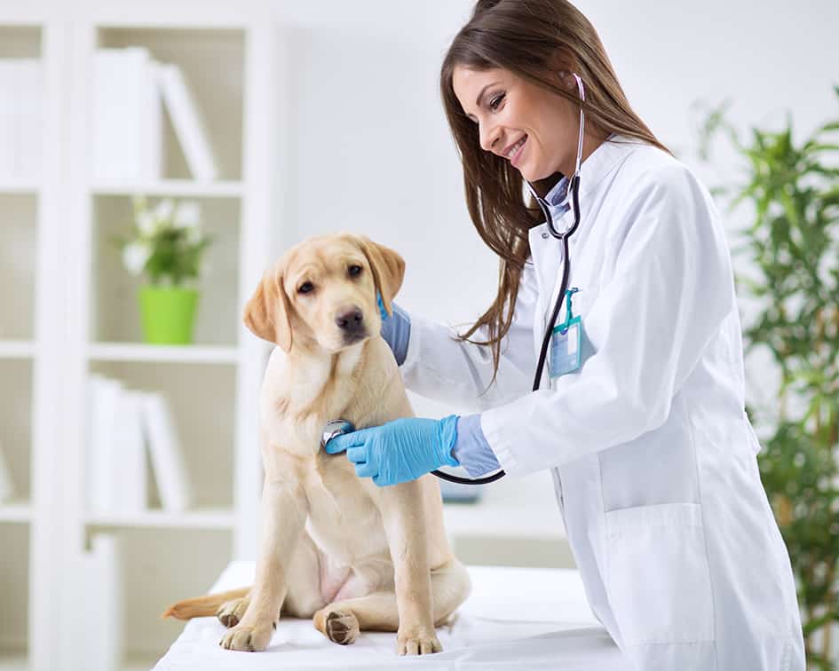 Veterinaria Central Acacías